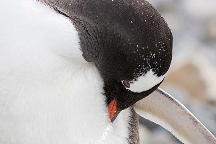 Gentoo Penguin (Pygoscelis papua)