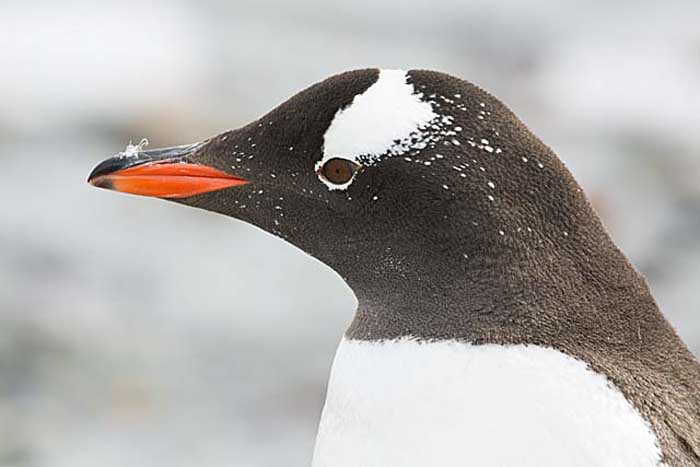 Gentoo Penguin (Pygoscelis papua)