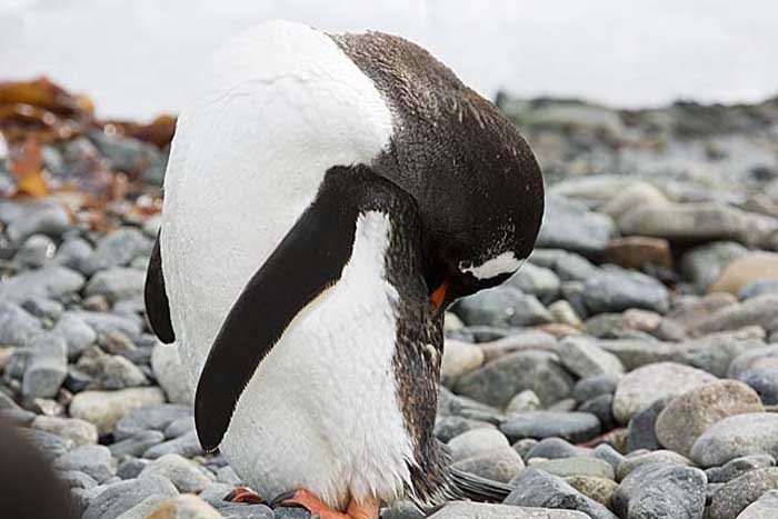 Gentoo Penguin (Pygoscelis papua)