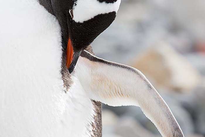 Gentoo Penguin (Pygoscelis papua)