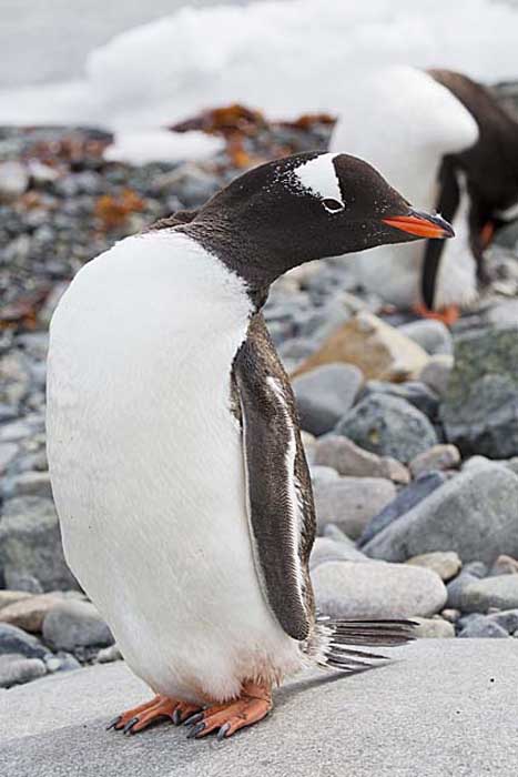 Gentoo Penguin (Pygoscelis papua)