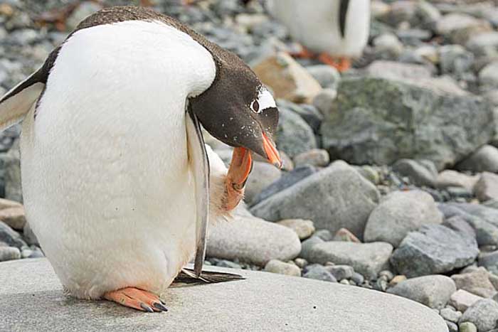 Gentoo Penguin (Pygoscelis papua)