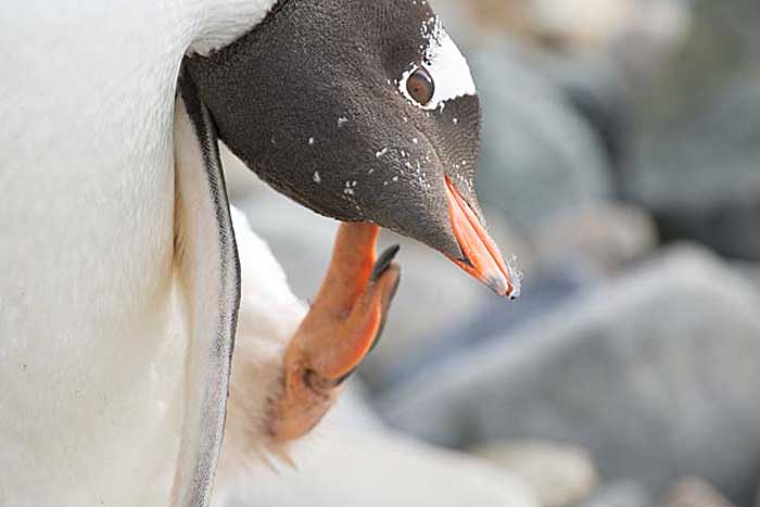 Gentoo Penguin (Pygoscelis papua)