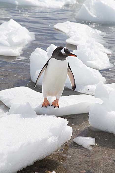 Gentoo Penguin (Pygoscelis papua)