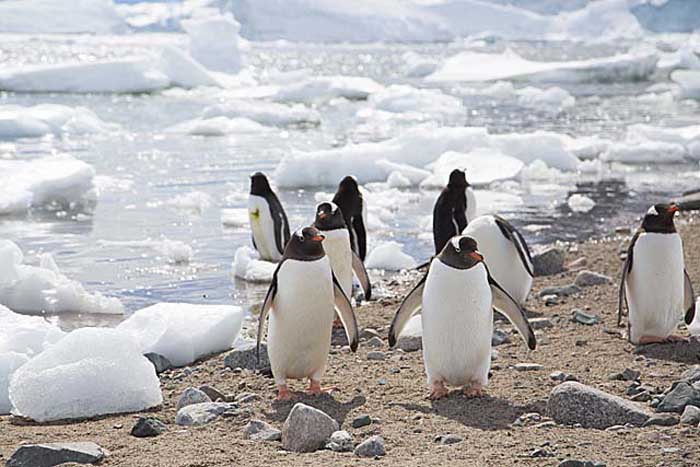 Gentoo Penguin (Pygoscelis papua)