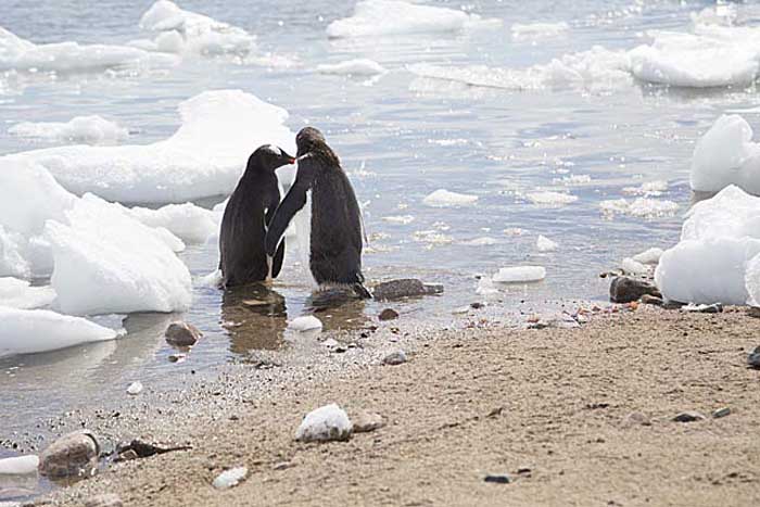 Gentoo Penguin (Pygoscelis papua)