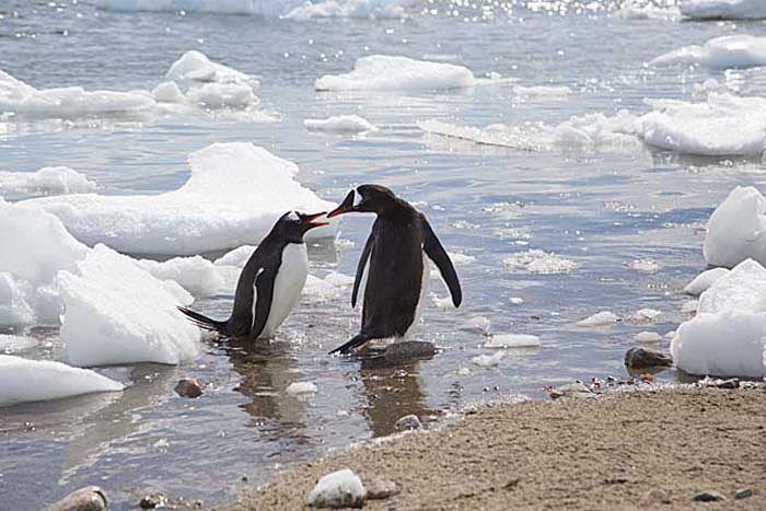 Gentoo Penguin (Pygoscelis papua)