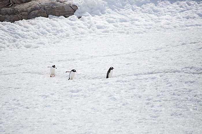 Gentoo Penguin (Pygoscelis papua)