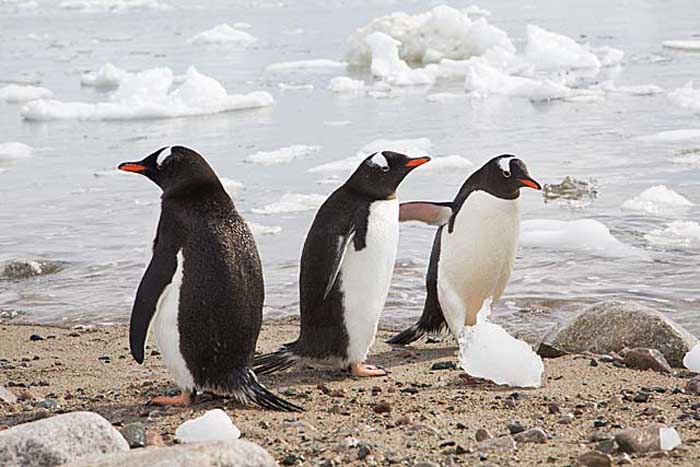 Gentoo Penguin (Pygoscelis papua)