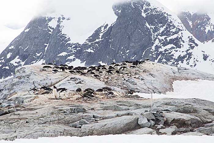 Gentoo Penguin (Pygoscelis papua)