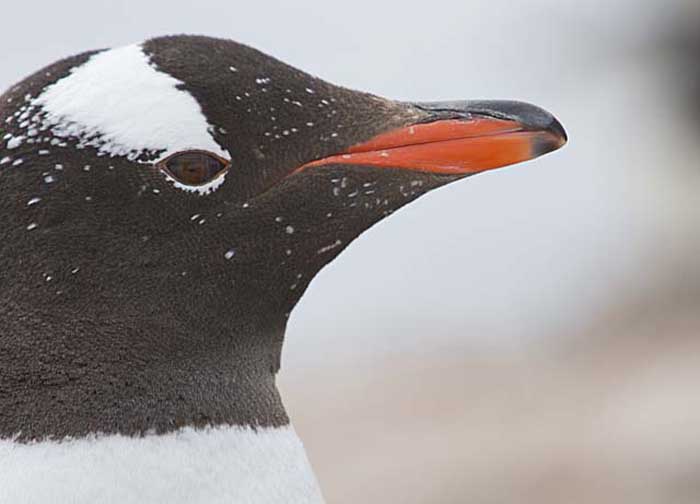 Gentoo Penguin (Pygoscelis papua)