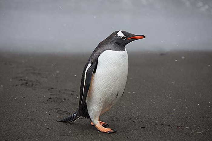 Gentoo Penguin (Pygoscelis papua)