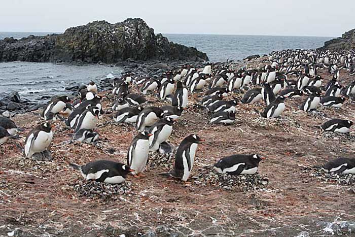 Gentoo Penguin (Pygoscelis papua)