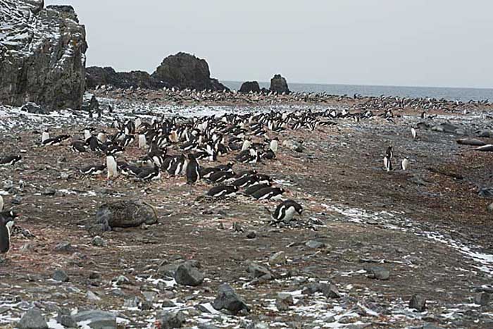 Gentoo Penguin (Pygoscelis papua)