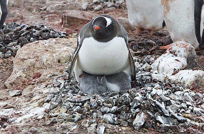 Gentoo Penguin (Pygoscelis papua)