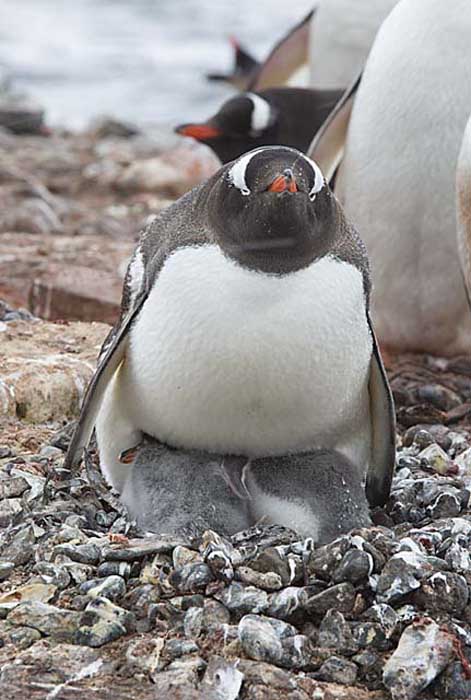 Gentoo Penguin (Pygoscelis papua)