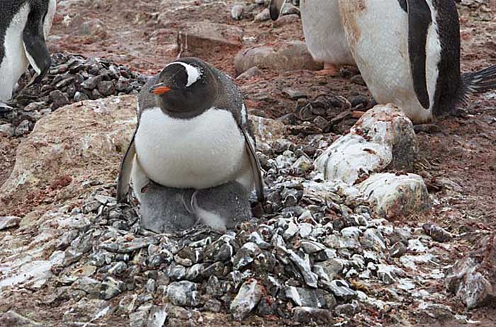 Gentoo Penguin (Pygoscelis papua)