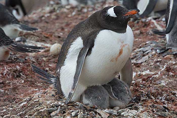 Gentoo Penguin (Pygoscelis papua)