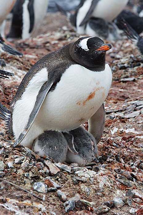 Gentoo Penguin (Pygoscelis papua)