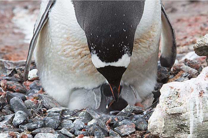 Gentoo Penguin (Pygoscelis papua)