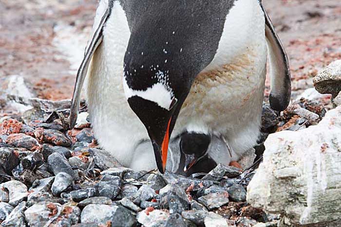 Gentoo Penguin (Pygoscelis papua)