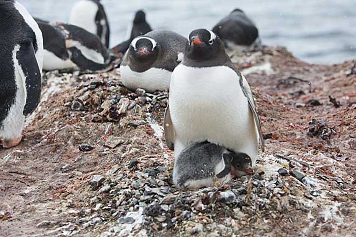 Gentoo Penguin (Pygoscelis papua)