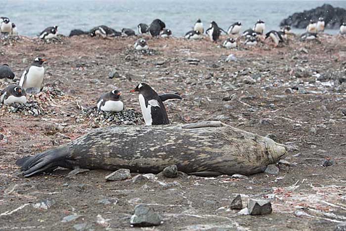 Gentoo Penguin (Pygoscelis papua)