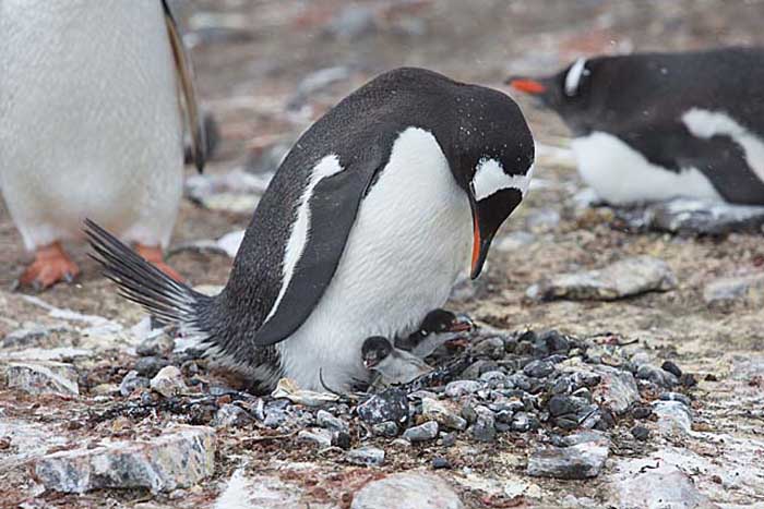 Gentoo Penguin (Pygoscelis papua)