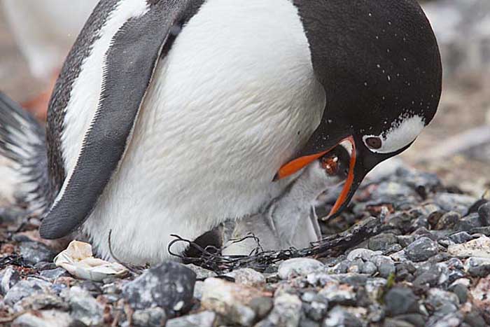 Gentoo Penguin (Pygoscelis papua)