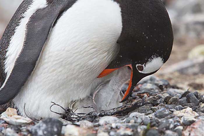 Gentoo Penguin (Pygoscelis papua)