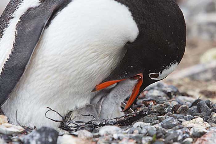 Gentoo Penguin (Pygoscelis papua)