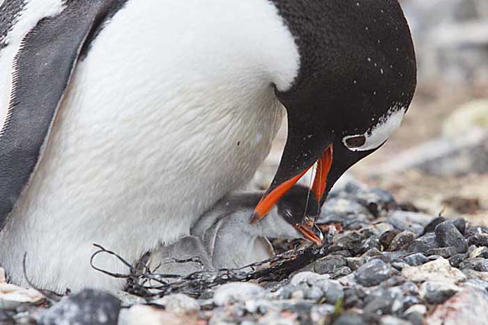 Gentoo Penguin (Pygoscelis papua)