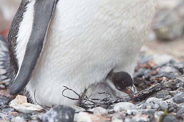 Gentoo Penguin (Pygoscelis papua)