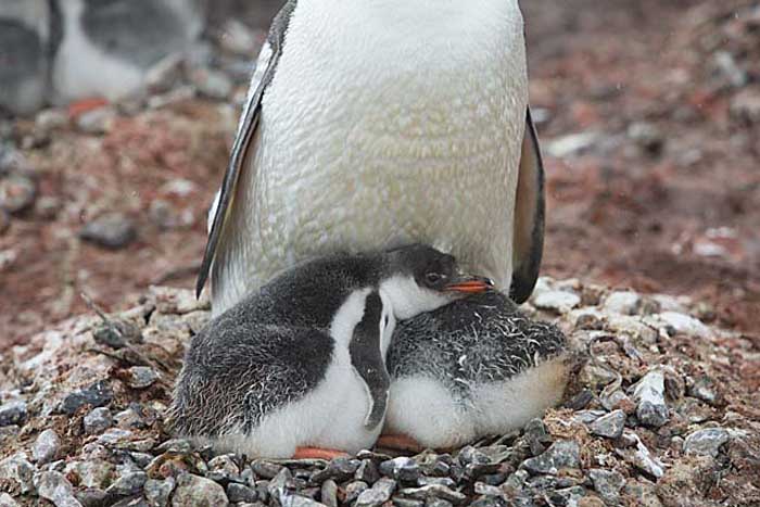 Gentoo Penguin (Pygoscelis papua)