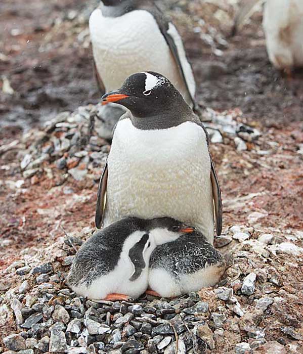 Gentoo Penguin (Pygoscelis papua)