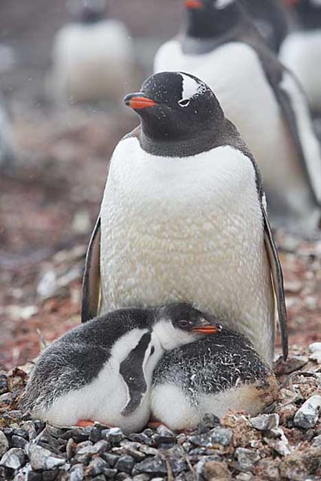 Gentoo Penguin (Pygoscelis papua)