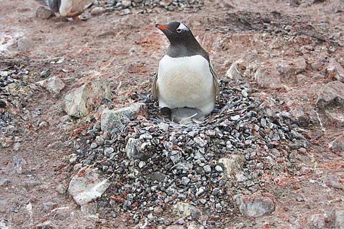 Gentoo Penguin (Pygoscelis papua)