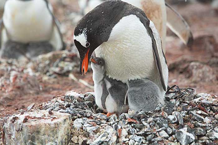 Gentoo Penguin (Pygoscelis papua)