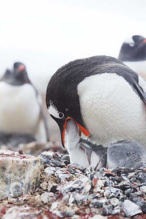 Gentoo Penguin (Pygoscelis papua)