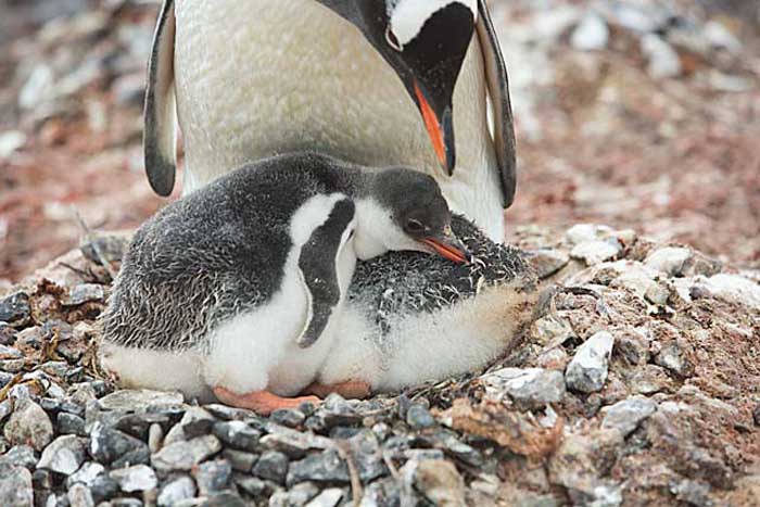 Gentoo Penguin (Pygoscelis papua)