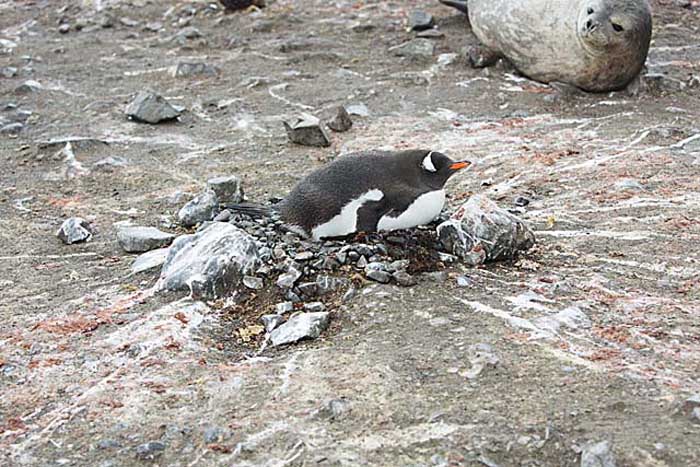 Gentoo Penguin (Pygoscelis papua)