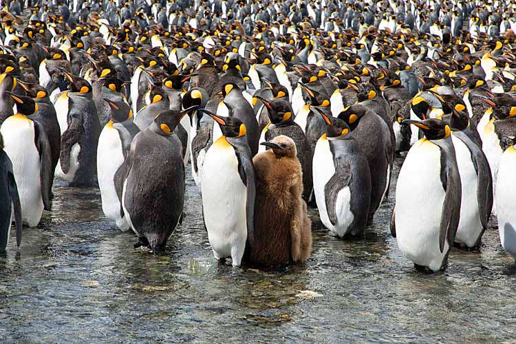 King Penguin (Aptenodytes patagonicus)