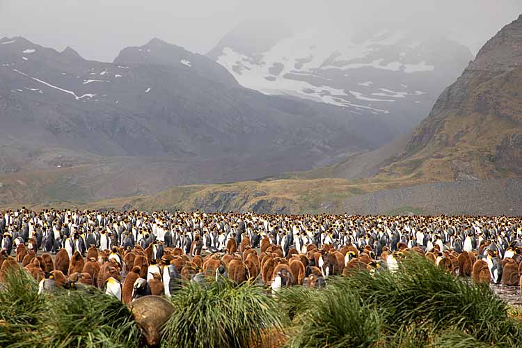 King Penguin (Aptenodytes patagonicus)