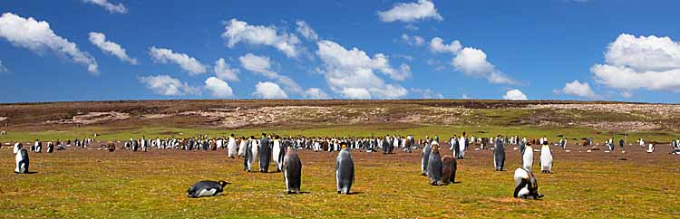 King Penguin (Aptenodytes patagonicus)