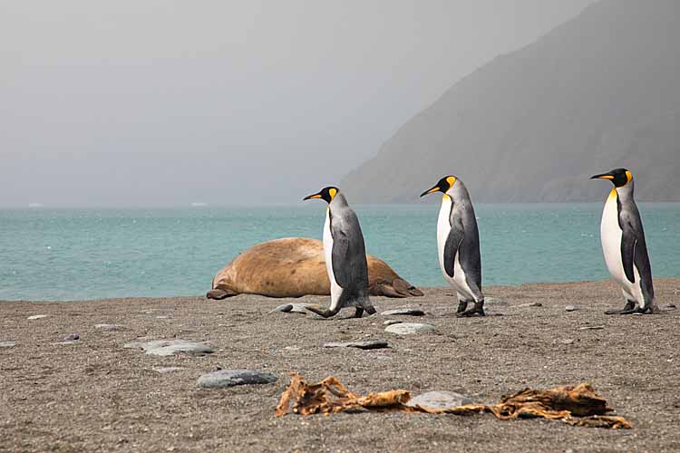 King Penguins (Aptenodytes patagonicus)