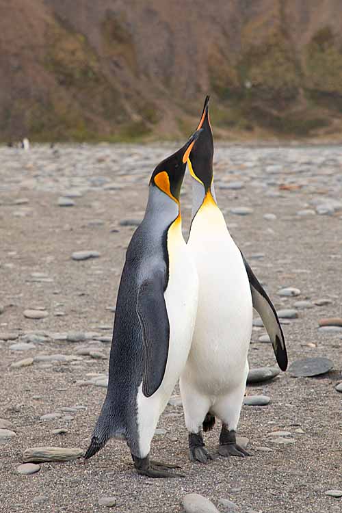 King Penguins (Aptenodytes patagonicus)