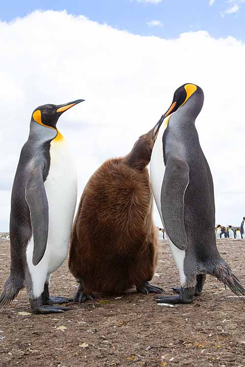 King Penguin (Aptenodytes patagonicus)