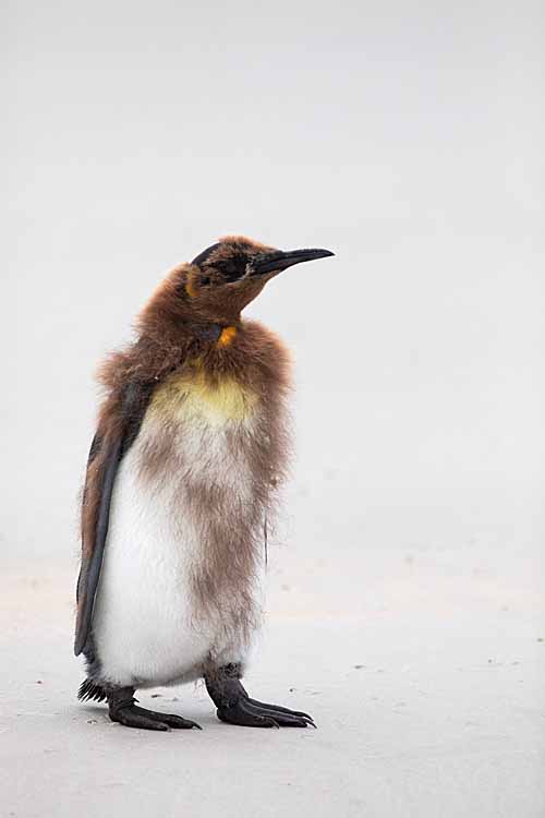 King Penguin (Aptenodytes patagonicus)