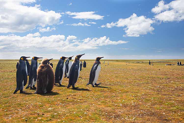 King Penguin (Aptenodytes patagonicus)