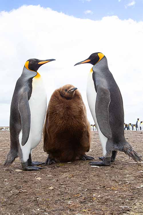 King Penguin (Aptenodytes patagonicus)